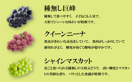 【2026年8月から発送】【先行予約】 2026年発送 旬のぶどう食べ比べプレミアムセット|ぶどう RYE