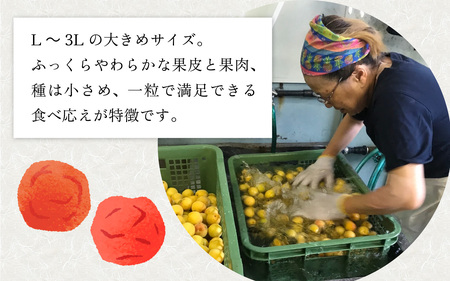 梅干し 福井県産しそ梅干し1.8kg｜保存料不使用 