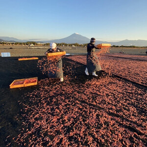 桜えび3種セット【配送不可：離島】