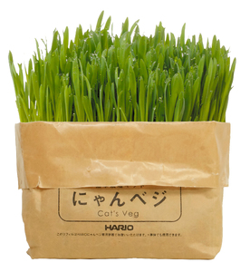 猫草栽培キット にゃんベジ リフィル 2パック入×10セット 計20パック 猫草 自宅栽培キット 猫用 毛玉ケア ペット用品 ペットフード 草 静岡県 富士市 [sf119-003]