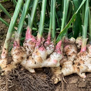 【先行受付】新生姜 4kg 水洗いのみ 生姜 生姜湯 ジンジャー しょうが ショウガ 4キロ 野菜 旬 季節限定 佃煮 甘酢漬け ジンジャーエール サラダ 新鮮 温まる 温活 冷え対策 国産 高知県 土佐清水市 高知【R01554】