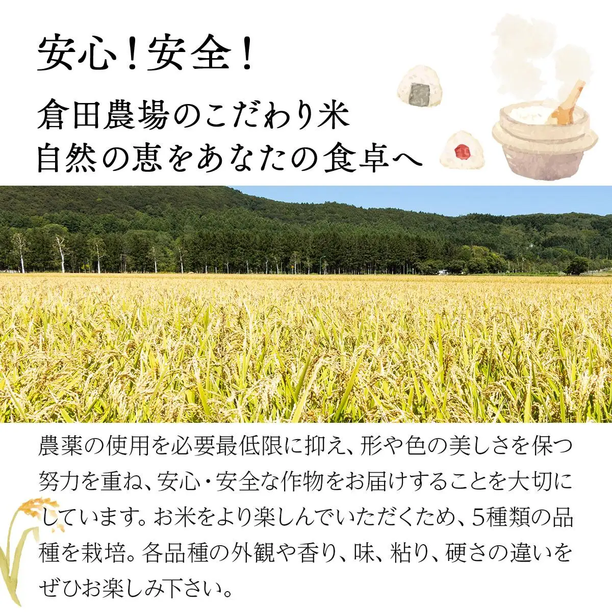 令和7年産 北海道 岩見沢市産 おぼろづき 玄米 10kg ≪沖縄・離島配送不可≫ a124-036-R7
