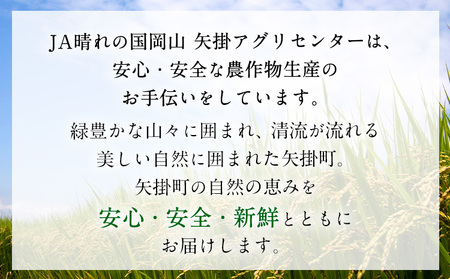 旬のイタリア野菜セット 5～7種《11月下旬-3月中旬頃出荷》