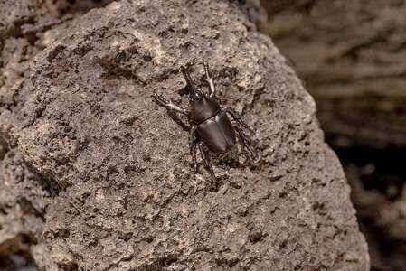 カブトムシネックレス　ブラックカラー　All insects　【セレブ御用達】【世界30個限定】【運気UP】