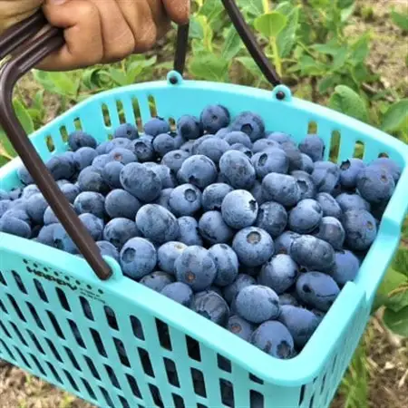 ごきげんブルーベリーファームの食べ放題チケット(中学生以上2枚)【1707689】