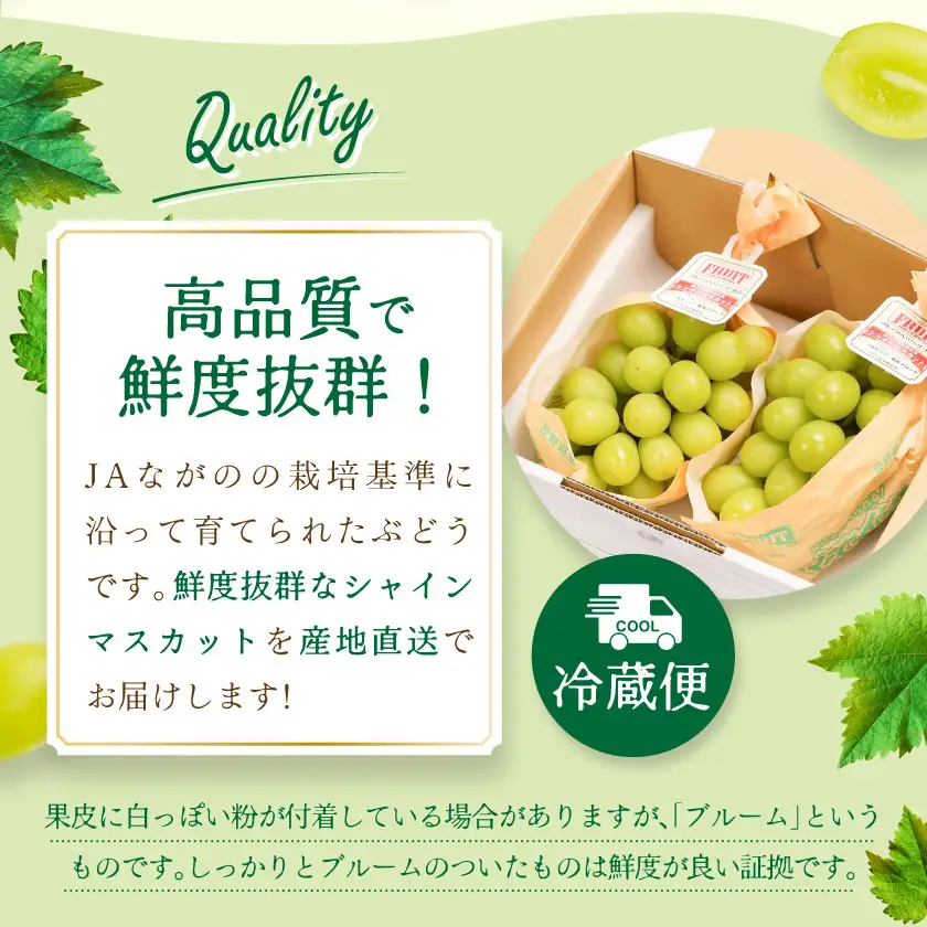 【2026年9～10月発送】JAながの　須高産　シャインマスカット　約1.2kg　2～3房入り【配送不可地域：離島・北海道・沖縄県】【1377390】