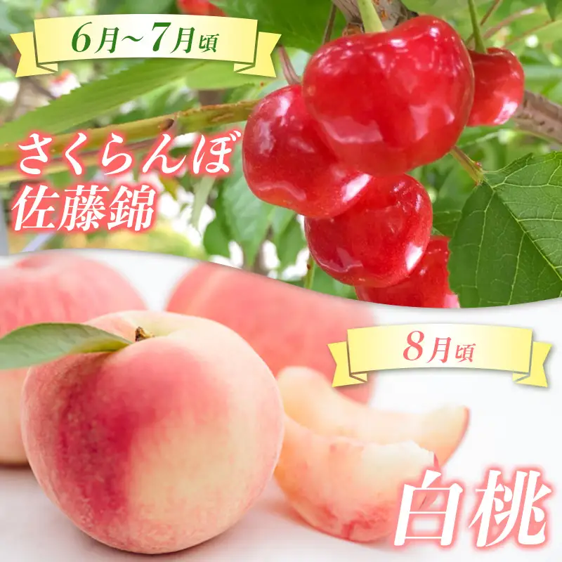 【定期便4回】☆んま～い山形☆5種フルーツ！4回楽しむ！定期便A(さくらんぼ佐藤錦、白桃、シャインマスカット、ラ・フランス、サンふじりんご) FY25-473