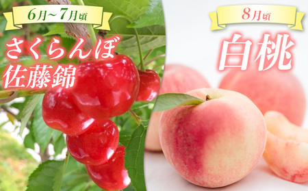 【定期便5回】☆んま～い山形☆ よく選ばれるフルーツ定期便(さくらんぼ佐藤錦／白桃／シャインマスカット／ラ・フランス／サンふじりんご) FY25-475