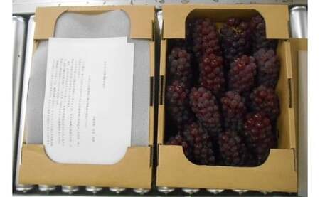 ぶどう ( デラウェア ) 2kg フルーツ 果物 山形 08-01-013