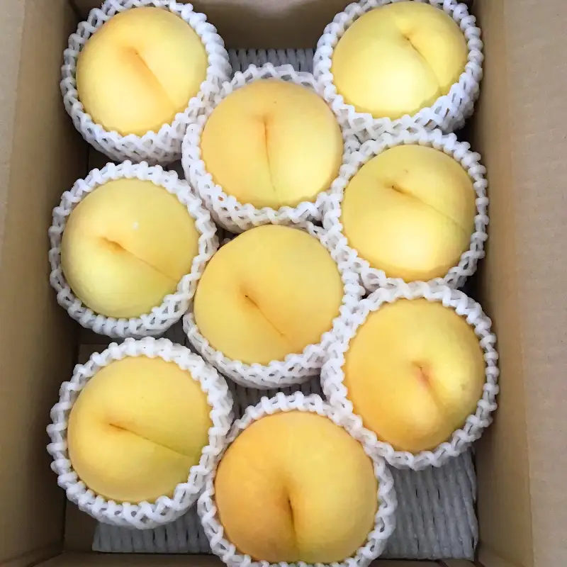 山形市産 黄金桃 特秀品 [柔らかくなる桃] 3kg(7～13玉)【令和8年産先行予約】FS25-147