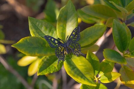 アゲハ蝶ピンブローチ　ブラックカラー　All insects　【セレブ御用達】【世界30個限定】