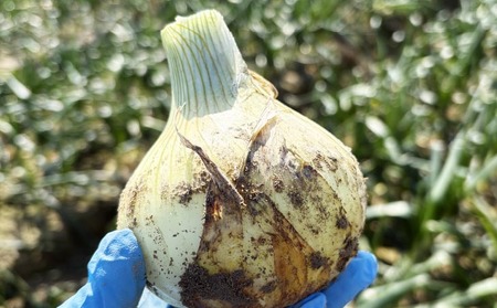 【新玉予約！】中山さんちから直送 淡路島たまねぎ５㎏　◆R8.3月下旬～発送