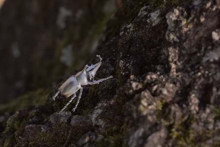 カブトムシピンブローチ　シルバーカラー　All insects　【セレブ御用達】【世界50個限定】