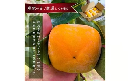 先行受付!　柿　種無し　赤秀品　大玉　5～6個　約2kg