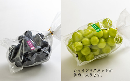 TK35【家庭用】 ぶどう2種セット （ナガノパープル・シャインマスカット） 約2kg ／ 2026年9月中旬～10月上旬頃 配送予定 // 長野県 南信州 種なし 葡萄 セット ナガノパープル シャイン マスカット お試し 訳あり お取り寄せ 
