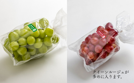 TK36【家庭用】 ぶどう2種セット （シャインマスカット／クイーンルージュ®） 約2kg ／ 2026年9月下旬～10月頃 配送予定 // 長野県 南信州 種なし 皮ごと 食べ比べ 詰め合わせ   お試し 訳あり お取り寄せ シャイン マスカット ルージュ クイーン 新鮮 希少 