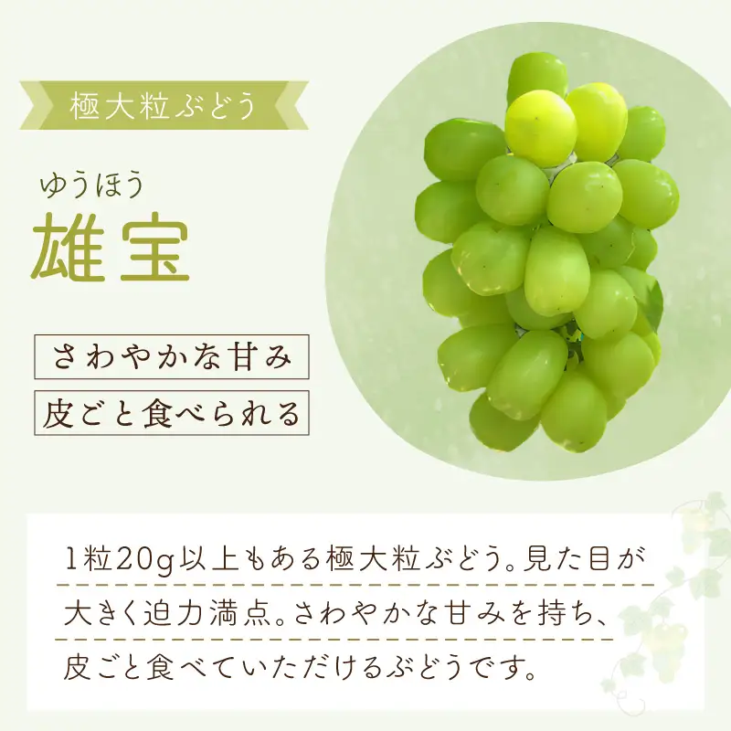 泉州ぶどう 【マスカット食べ比べ】大粒大房の雄宝とシャインマスカット 2種セット【065C-007】