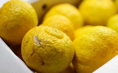 パクパクはるか 5kg バラ詰め 訳あり（B品） みかん ミカン 柑橘 果物 フルーツ【2026年2月下旬-6月下旬発送】