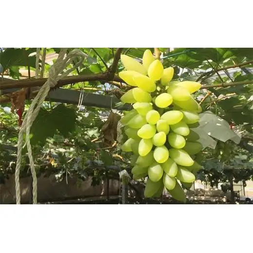 ご家庭用 ゴールドフィンガー 1房 約400g【先行予約 2026年7月中旬から順次発送】