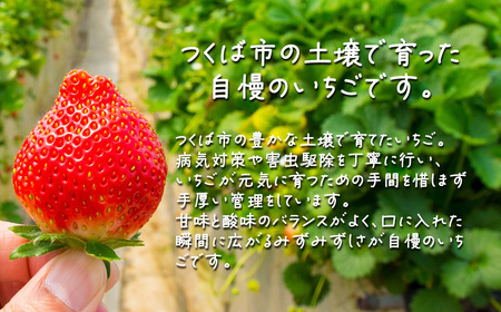 いちご 茨城県産とちおとめ 約540g いちご