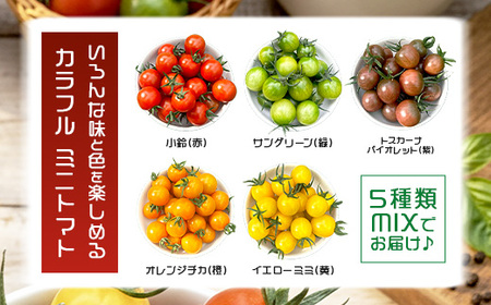 岩永さんちの カラフル ミニトマト 5色 約2kg（1kg箱×2） |【農林水産大臣賞受賞】有機肥料・化学肥料不使用 | 生産者直送 野菜 トマト 2kg とまと プチトマト サラダ やさい 旬 新鮮 おやつ お弁当 人気 送料無料 佐賀県 鹿島市 C-185
