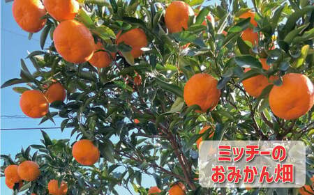【先行予約：2027年1月初旬～発送】訳あり ポンカン 4kg 7000円(+傷み保障500g） みかん mikan 蜜柑 ミカン ぽんかん 産地直送 国産 農家直送 糖度 期間限定 数量限定 特産品 ゼリー ジュース アイス 等に 人気 限定 甘い フルーツ 果物 柑橘 美味しい おいしい ジューシー 小玉 含む 規格外 サイズ ミックス 傷み補償 500g ミッチーのおみかん畑 愛南町 愛媛県