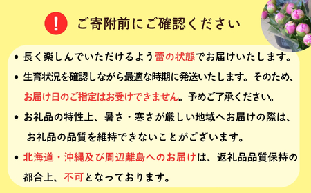 芍薬 切花 〜華燭の典〜 24本セット【2026年5月上旬より出荷】(Ca-002) 