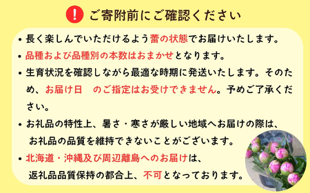芍薬 切花 おまかせ2〜3品種 20本セット【2026年5月上旬より出荷】(Ca-001)