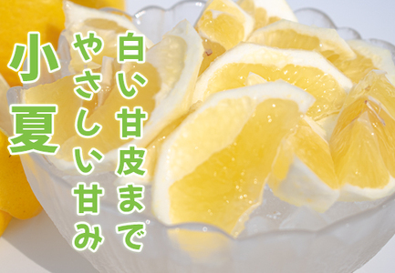 甘口 小夏 3kg 家庭用 日向夏 ニューサマーオレンジ くだもの 果物 旬の果物 高知県 大月町