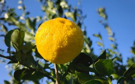 （訳あり） ユズ 約1kg ゆず 柚子 果物 くだもの フルーツ 常温 【2026年11月上旬～12月下旬迄発送予定】