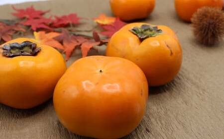 福岡県ブランド柿「秋王」約1.2kg 3Lサイズ4玉入り【2026年10月下旬～11月下旬発送予定】柿 かき カキ フルーツ 果物