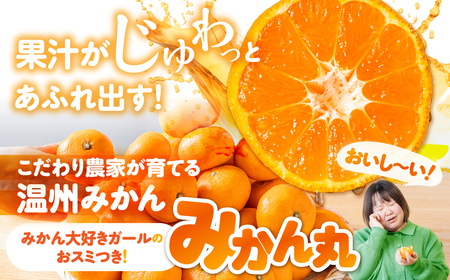 極甘みかん丸 3kg 定期便6回 温州 みかん