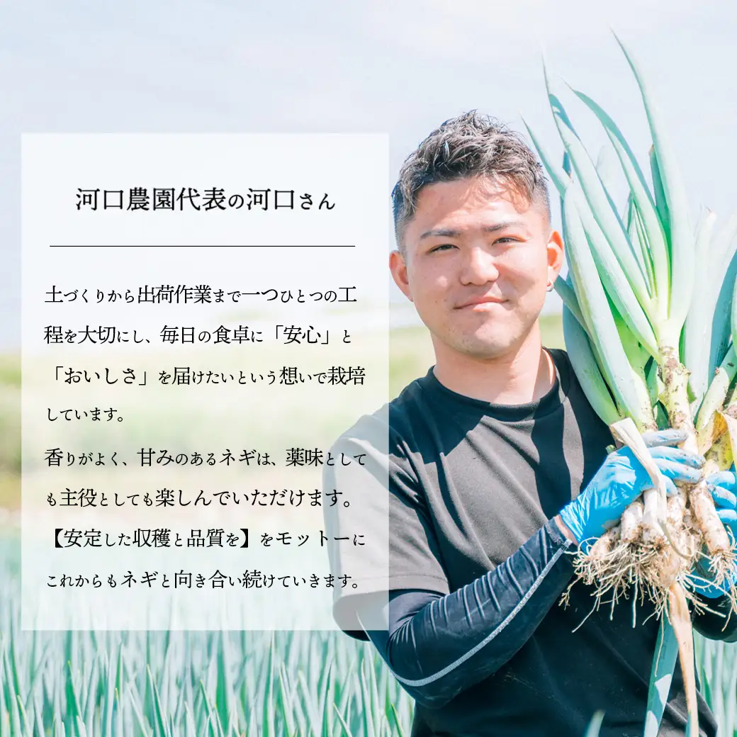 長ネギ 約5kg 約45本 スピード発送 農家直送