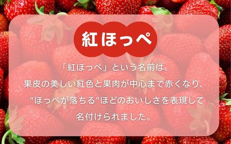 こまつイチゴ 紅ほっぺ 【 3パック（約750g）】苺 べにほっぺ | 石川県 小松市 JAあぐり
