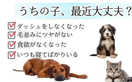 ペット用 サプリメント 【サメダッシュ！】 60粒 ペット用 エイジングケア スクアレン 99％以上配合 サプリ 千葉県銚子市