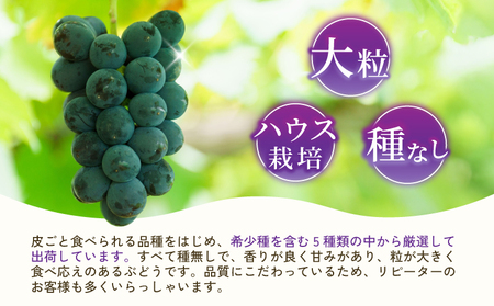 先行予約【2026年8月下旬から2026年9月上旬頃発送】ブドウ 2房 約1kg (1箱)