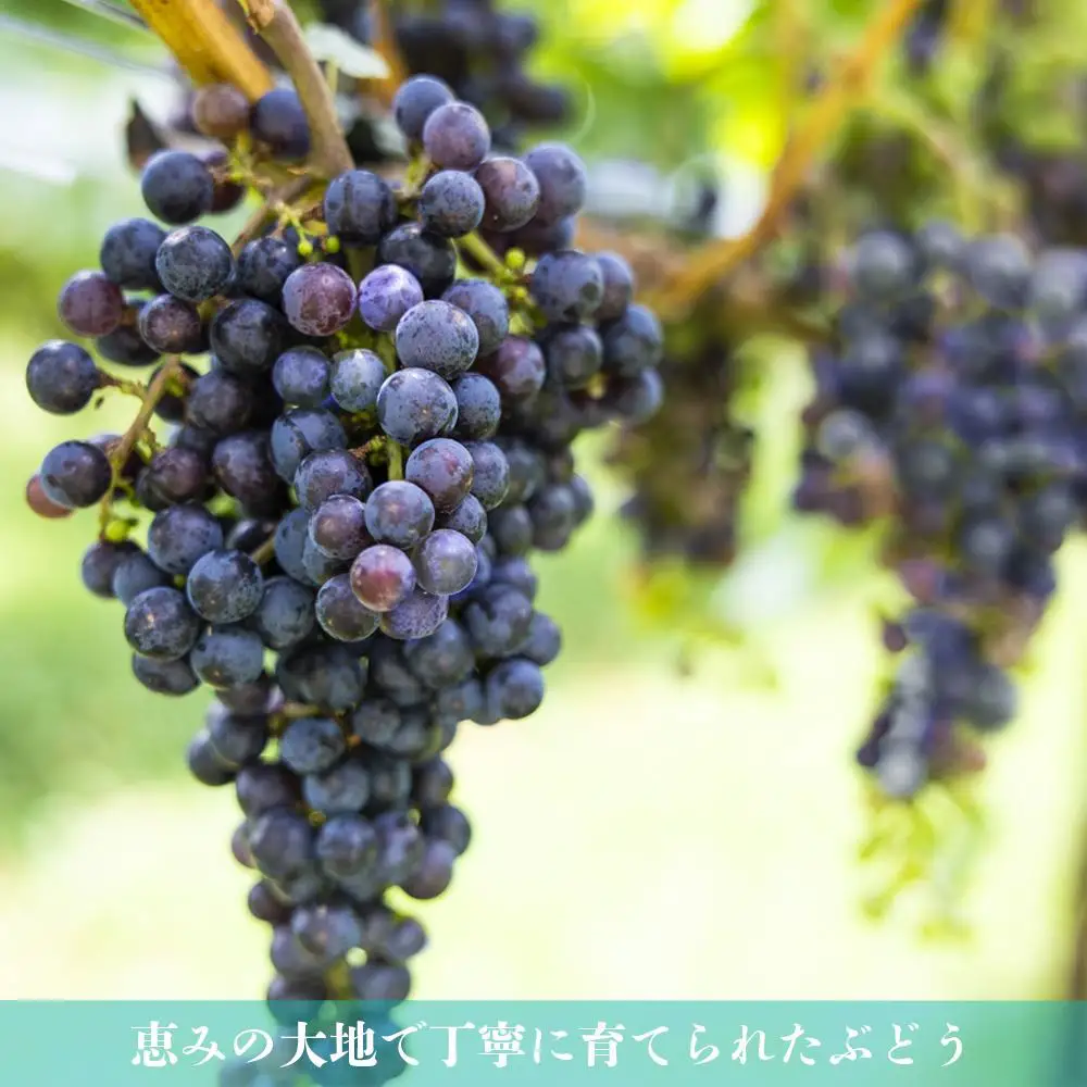 水沢（すいざわ）ワイン 日本有数のかぶせ茶の特産地で生まれた美味しいCUVEE MOMIJI （キュベ モミジ）アッサンブラージュルージュ (2025) 750ml（限定22本お早めに）【ワイン 国産 Made in Japan 赤ワイン メルロー 辛口 日本ワイン 数量限定 国産ワイン 銘品 贈り物 ギフト プレゼント お祝い 記念日 誕生日 お取り寄せ 三重県 四日市市 ふるさと納税】