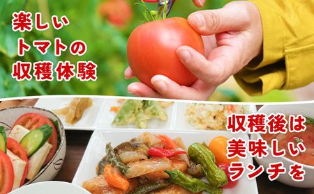 ＜桃太郎トマトの収穫体験（食堂ゆすかわのランチ付き）＞トマト収穫 体験 収穫 利用券 チケット 1名 1人 ランチ付き 桃太郎トマト トマト 持ち帰り 特産品 遊子川ザ・リコピンズ 愛媛県 西予市『1か月以内にチケット発送予定』SYR0008