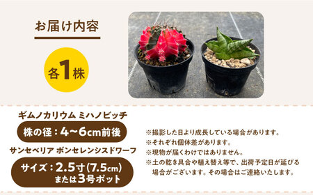 ギムノカリキウム ミハノビッチ ＆ サンセベリア ボンセレンシスドワーフ 各1株 Gymnocalycium mihanovichii&nbsp;＆sansevieria boncellensis dwarf&nbsp;長与町/アグリューム[EAI238]