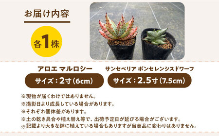 サンセベリア ボンセレンシスドワーフ ＆ アロエ マルロシー 各1株 sansevieria boncellensis dwarf ＆ Gymnocalycium mihanovichii長与町/アグリューム[EAI243]