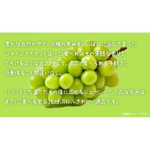 シャインマスカット 3kg 【2026年6月発送開始】(茨城県共通返礼品：大子町)