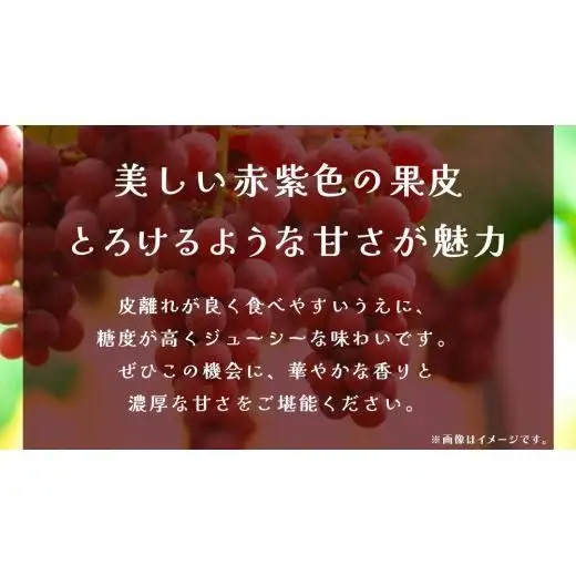 【 訳あり 】 クインニーナ 3kg 【2026年9月発送開始】(茨城県共通返礼品：大子町)