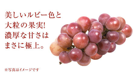 ゴルビー 2.5kg (4～6房)【2026年8月下旬発送開始】(茨城県共通返礼品：大子町)