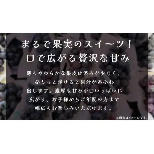 ナガノパープル 2.5kg (4～6房)【2026年8月下旬発送開始】(茨城県共通返礼品：大子町)