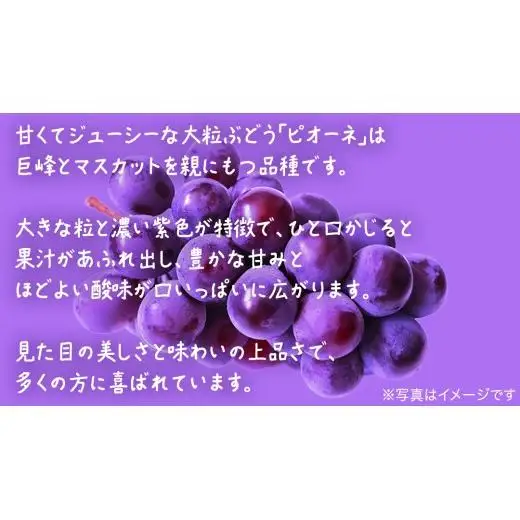 【 訳あり 】 ピオーネ 3kg 【2026年9月発送開始】(茨城県共通返礼品：大子町)