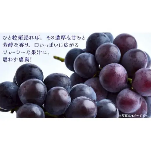 【 訳あり 】 巨峰 3kg 【2026年9月発送開始】(茨城県共通返礼品：大子町)