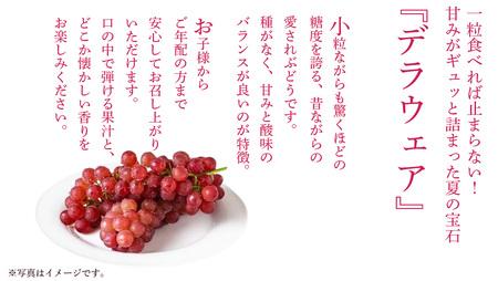 デラウェア 1kg 【 2026年6月発送開始 】 (茨城県共通返礼品：大子町)