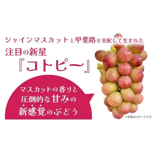 コトピー 5kg 【2026年8月下旬発送開始 】 (茨城県共通返礼品：大子町)