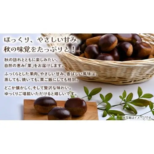 栗 1kg 【2026年9月上旬発送開始】(茨城県共通返礼品：大子町)