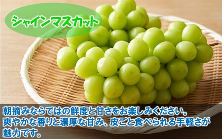 テレビで紹介されました！【先行予約】【令和8年発送】農家直送！ 新鮮！ 朝づみぶどう シャインマスカット & BKシードレス 種なし 約1.5kg フルーツ 果物 贈答 大分県産 採れたて_2658R-2